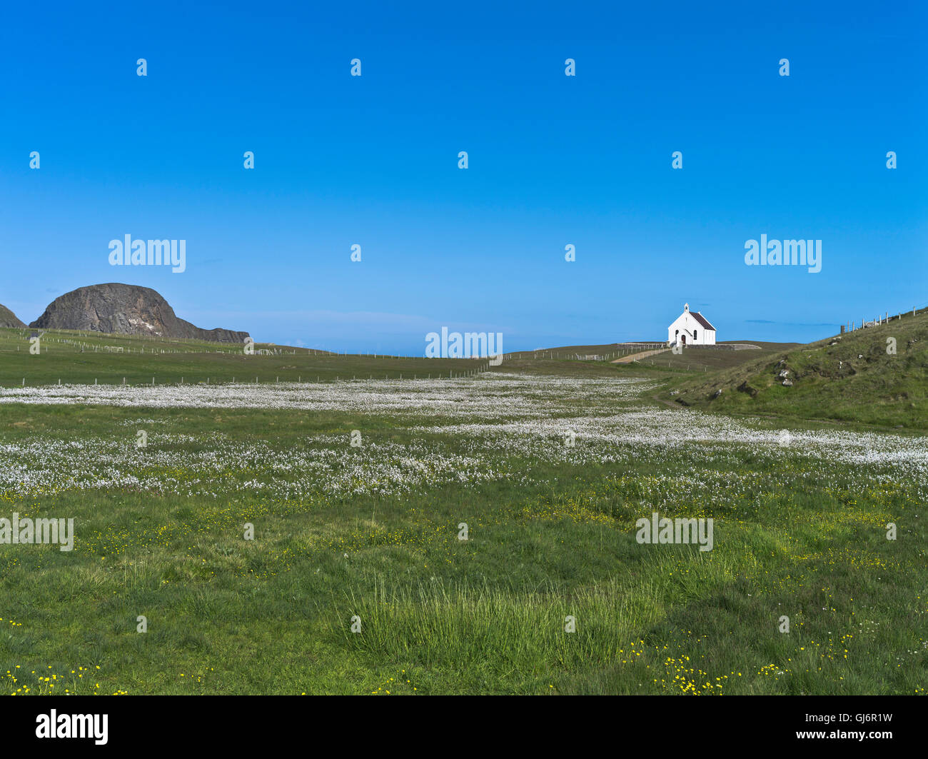Dh Fair Isle SHETLAND Ovejas Rock bog campo de algodón blanco el Fideicomiso Nacional de la Iglesia de Escocia paisaje Foto de stock