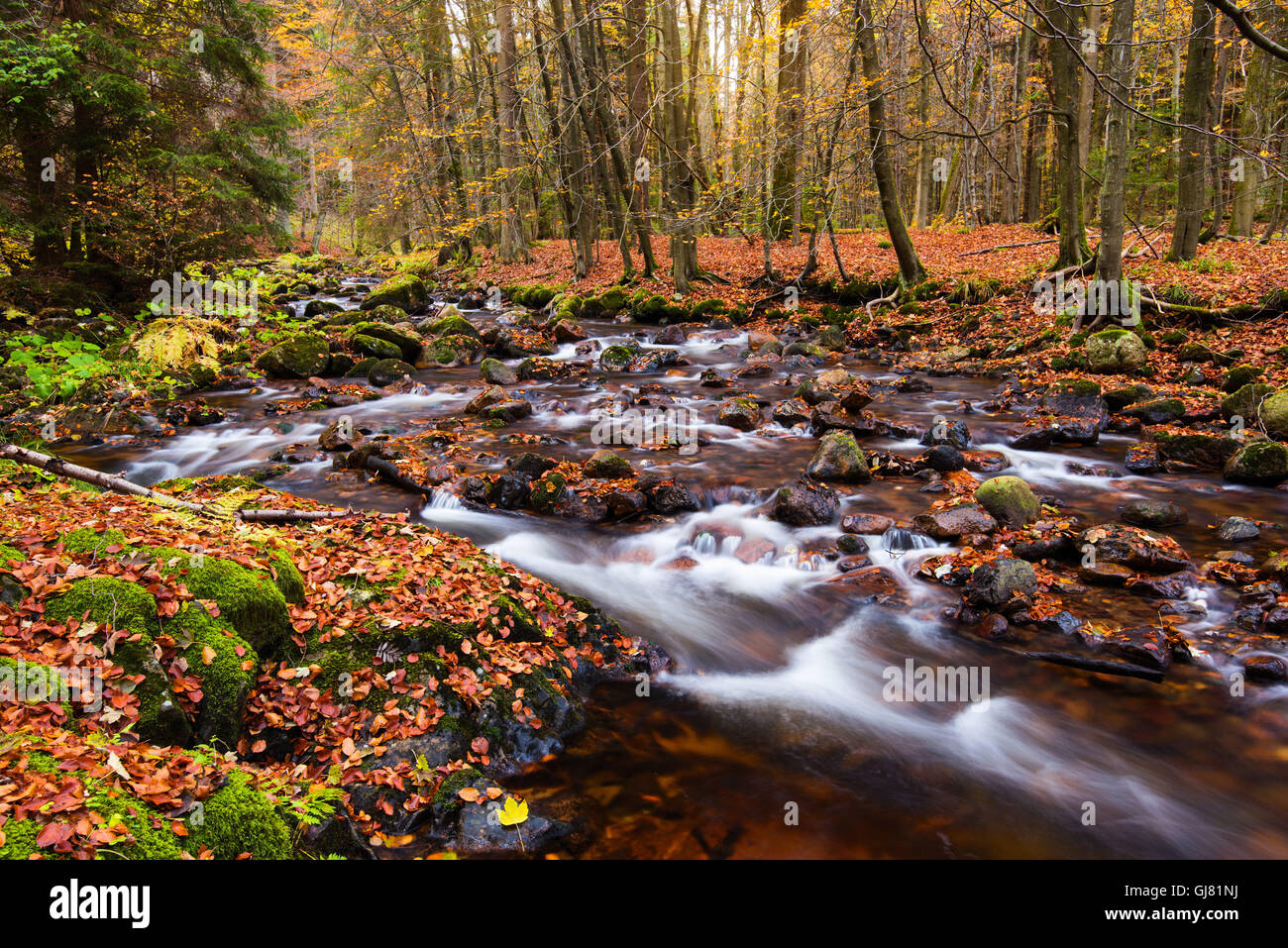 Bosque, otoño, río, Kalte Bode, Elendstal, Harz, Alemania Foto de stock