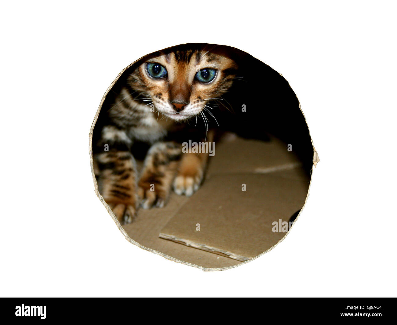 Gato de Bengala gatito cabeza peeking a través de mirar el agujero de la caja de cartón en blanco Foto de stock