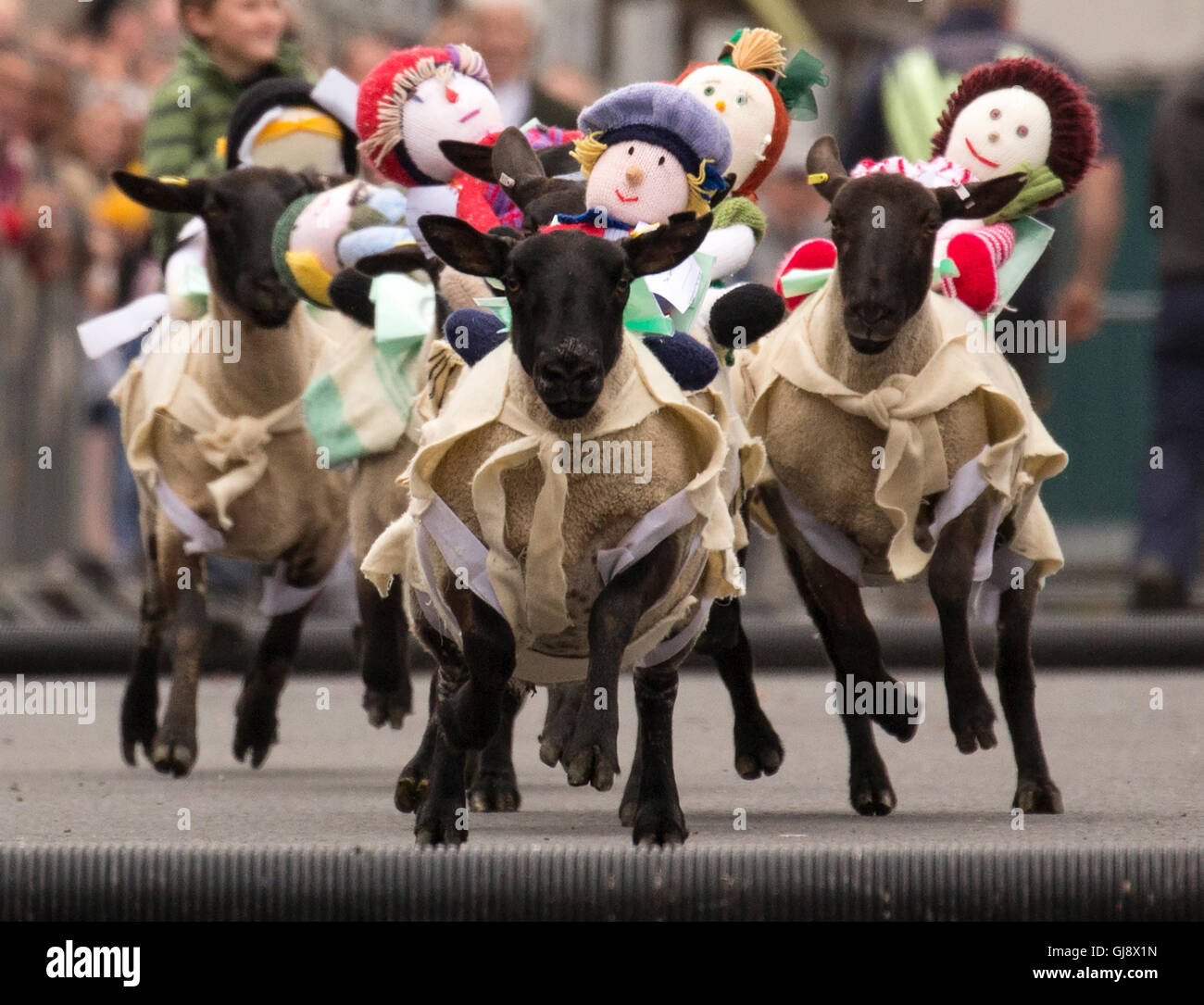 Moffat, Escocia. El 14 de agosto de 2016. Moffat ovejas racing 2016: Ovejas corriendo por Moffat High Street, llegando hasta el segundo salto Crédito: Sur Oeste de Escocia Imágenes/Alamy Live News Foto de stock
