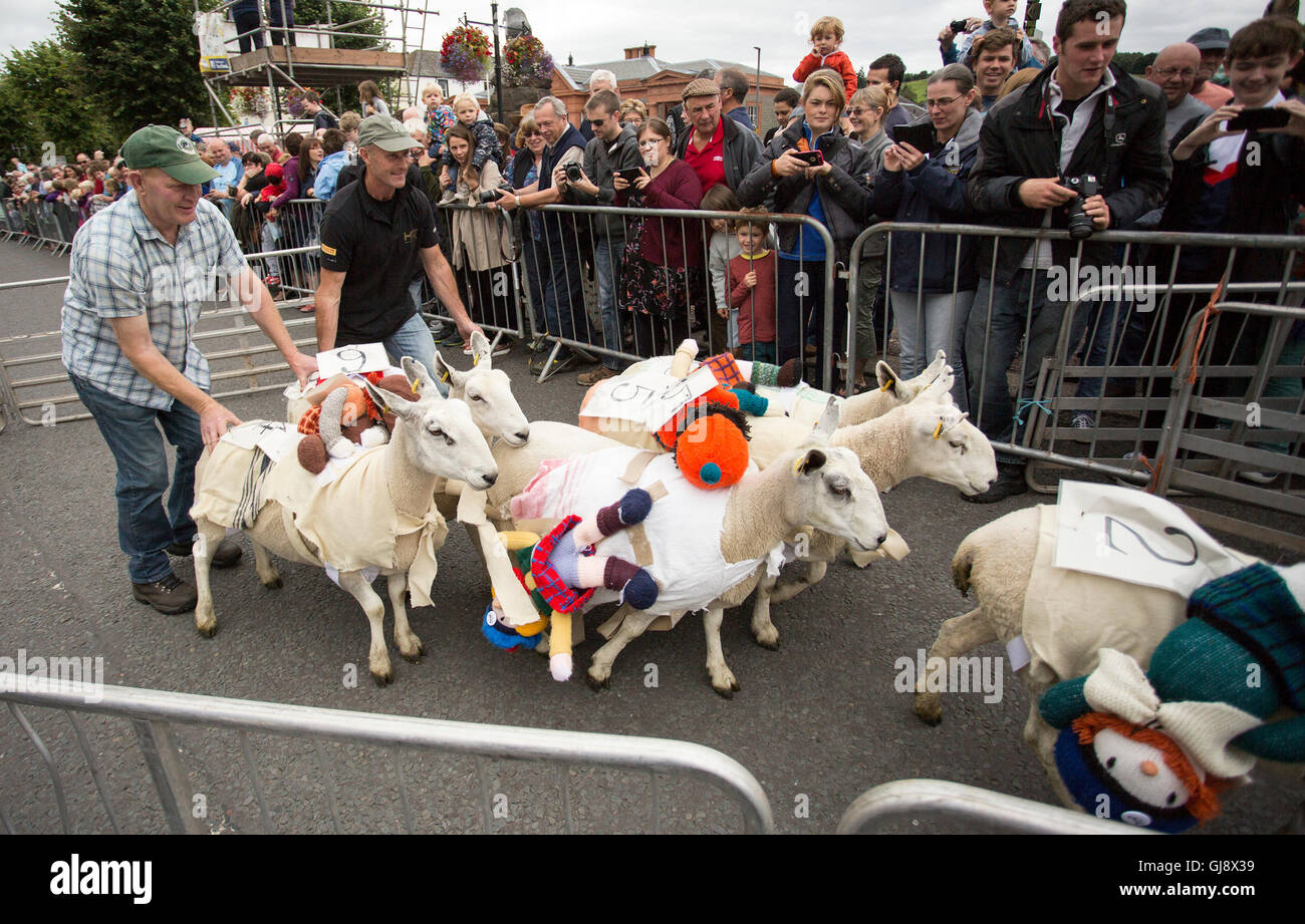 Moffat, Escocia. El 14 de agosto de 2016. Moffat ovejas racing 2016: siendo rebaño de ovejas al final de la carrera. Crédito: Sur Oeste de Escocia Imágenes/Alamy Live News Foto de stock
