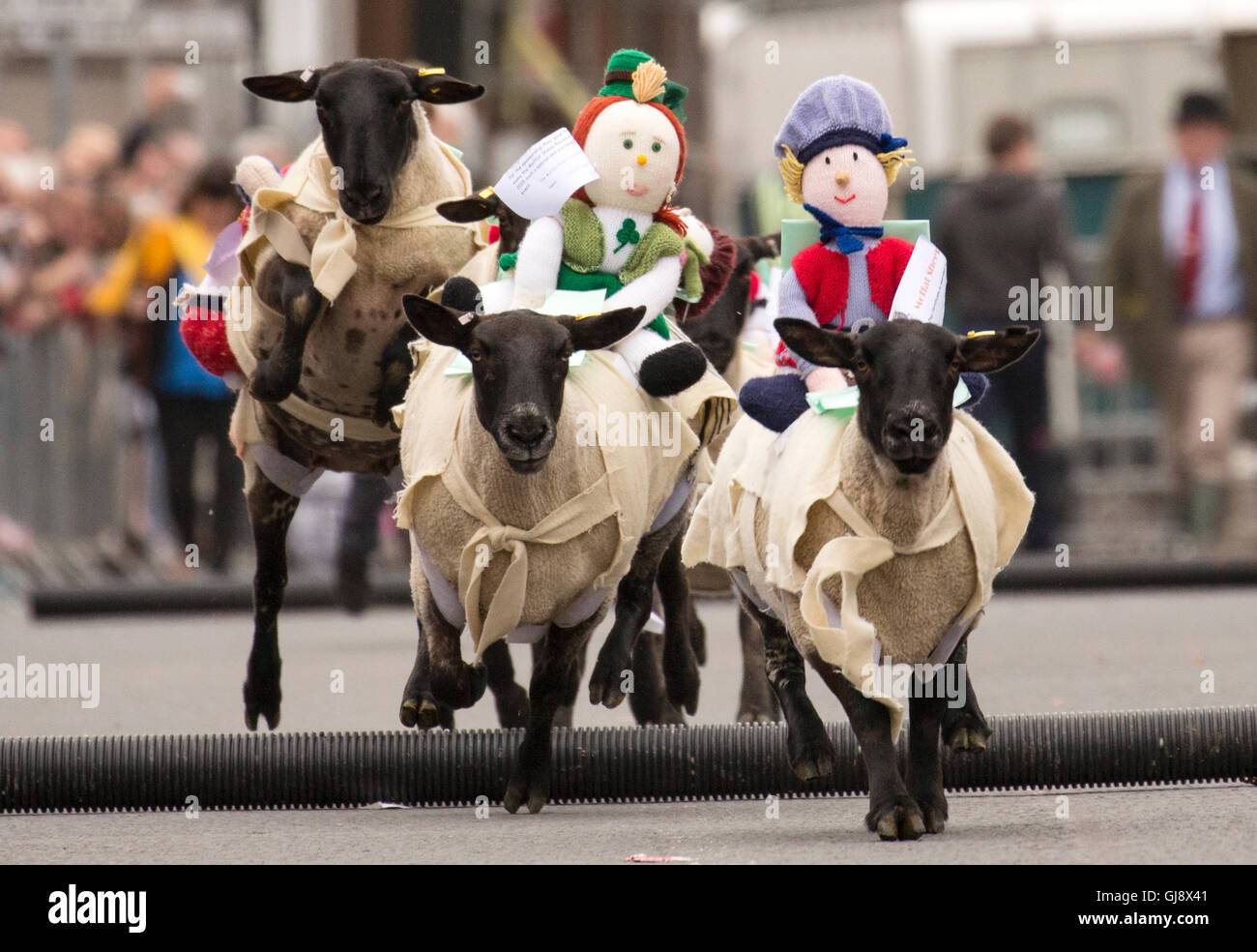 Moffat, Escocia. El 14 de agosto de 2016. Moffat ovejas racing 2016: Ovejas corriendo por Moffat High Street. Saltar sobre el segundo salto Crédito: Sur Oeste de Escocia Imágenes/Alamy Live News Foto de stock