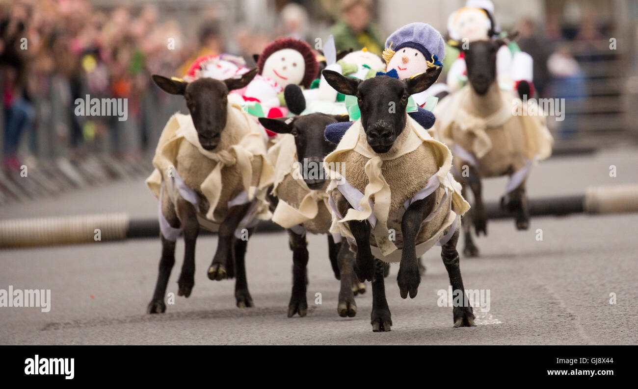 Moffat, Escocia. El 14 de agosto de 2016. Moffat ovejas racing 2016: Ovejas corriendo por Moffat High Street Crédito: Sur Oeste de Escocia Imágenes/Alamy Live News Foto de stock