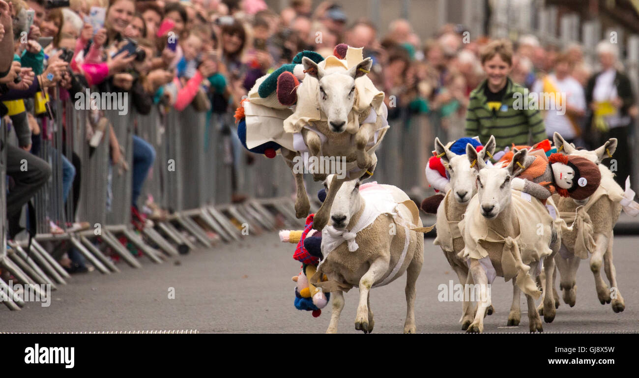 Moffat, Escocia. El 14 de agosto de 2016. Moffat ovejas racing 2016: Ovejas corriendo por Moffat High Street Crédito: Sur Oeste de Escocia Imágenes/Alamy Live News Foto de stock