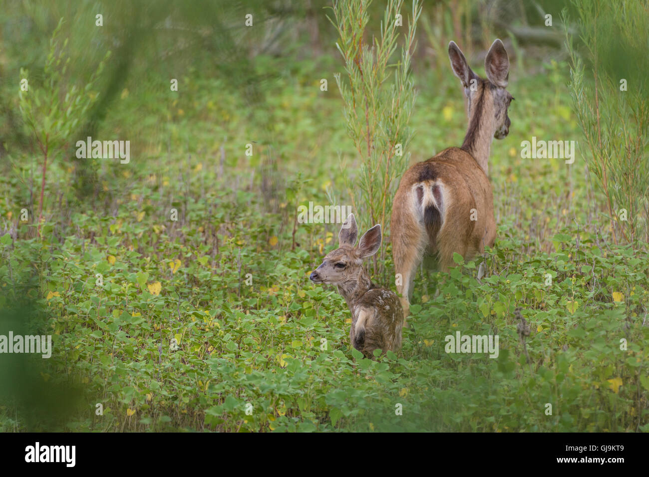 Rocky Mountain, el venado bura (Odocoileus hemionus hemionus), el DOE y fawn. El Bosque del Apache National Wildlife Refuge, Nuevo México. Foto de stock