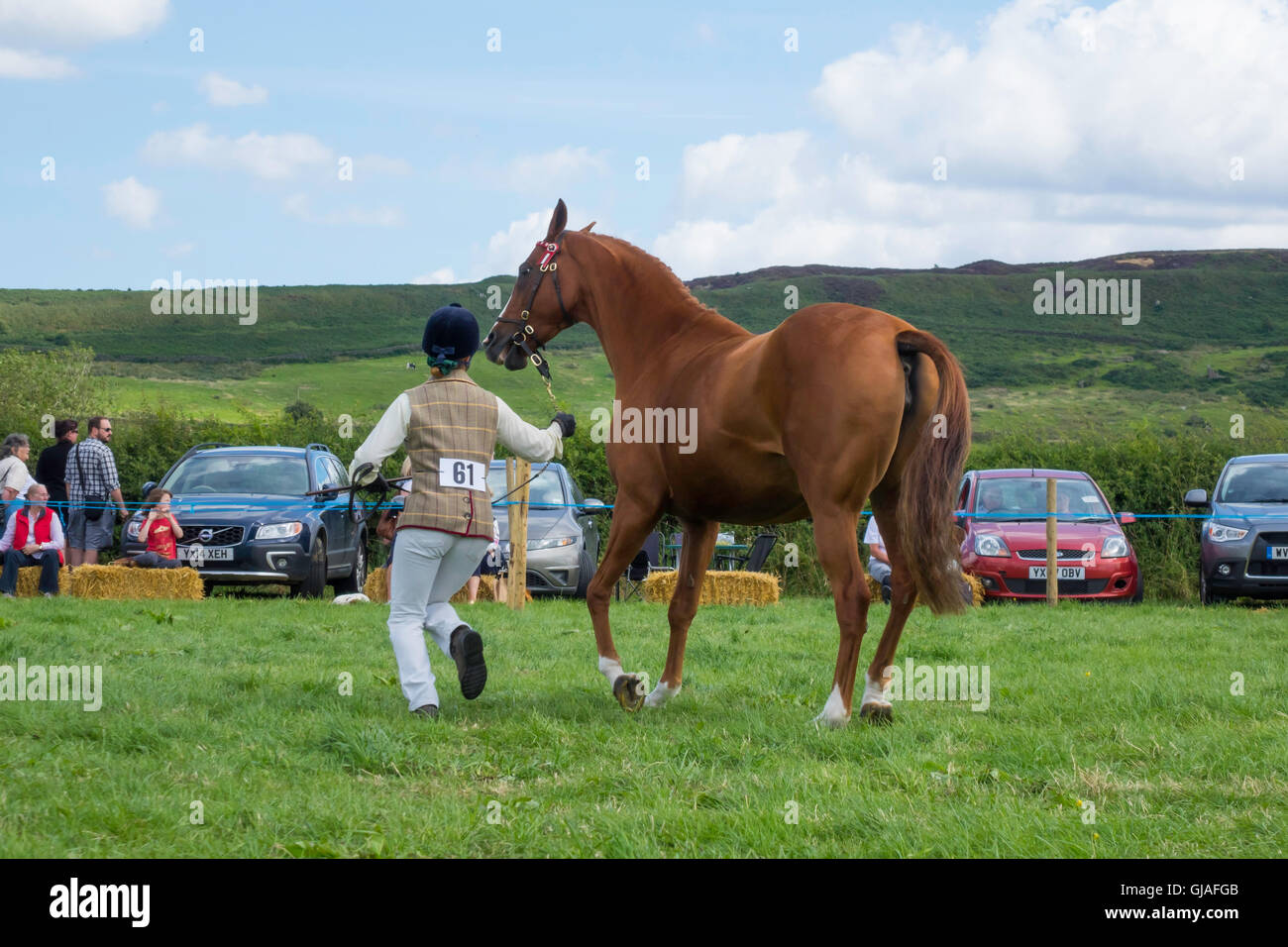 Ganador del primer premio de caballos pura raza árabe Becca Loralie en el ring en la Danby Show agrícola Yorkshire 2016 Foto de stock
