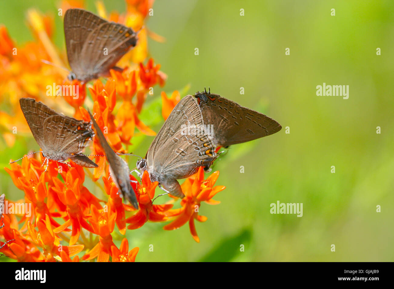 Un grupo de bandas y Edward's (Satyrium Hairstreaks edwardsii y S. calanus) nectaring en butterfly weed (Asclepias tuberosa) Foto de stock