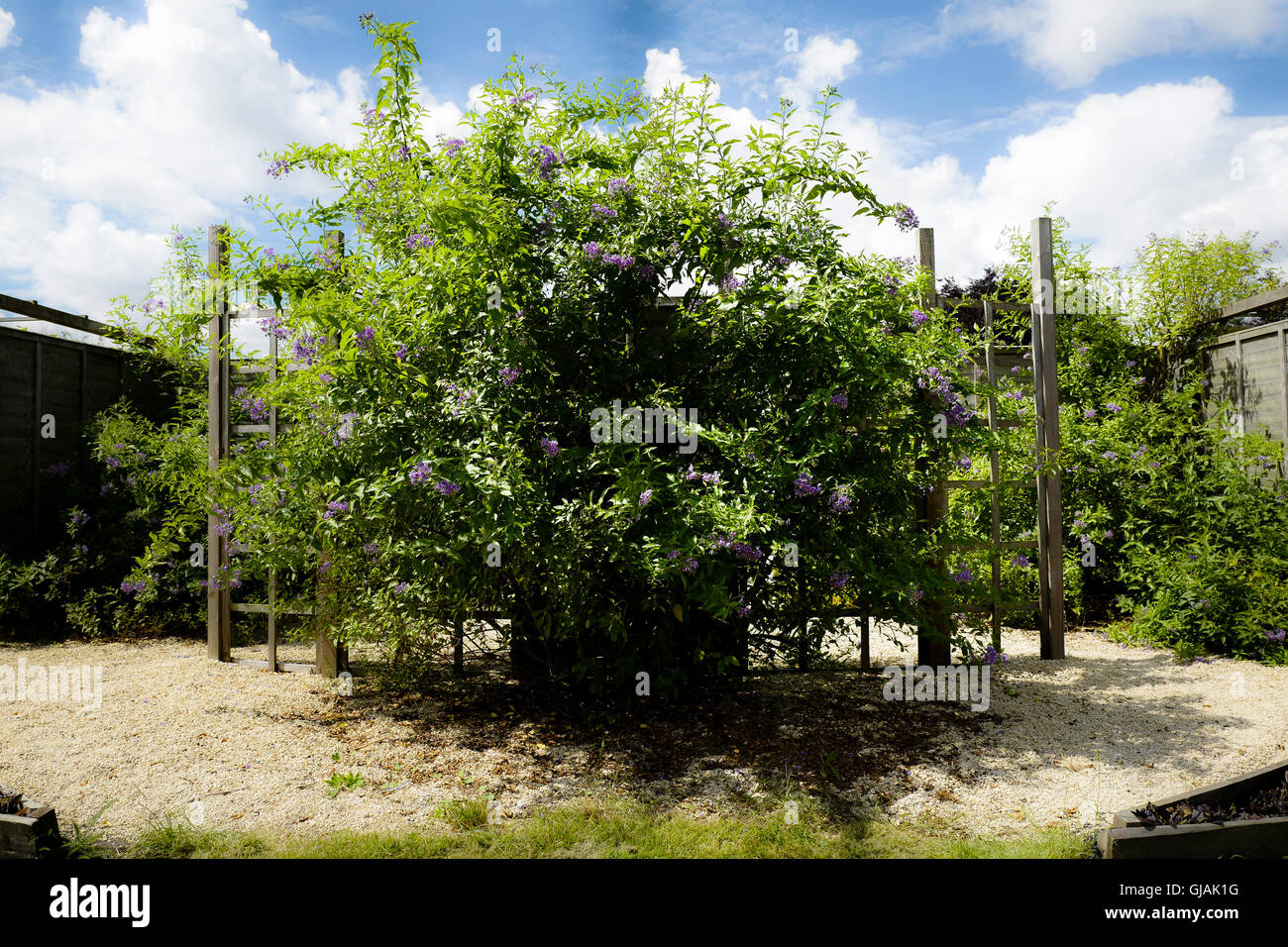 Solanum crispum crece en un jardín comunitario en Wiltshire UK Foto de stock