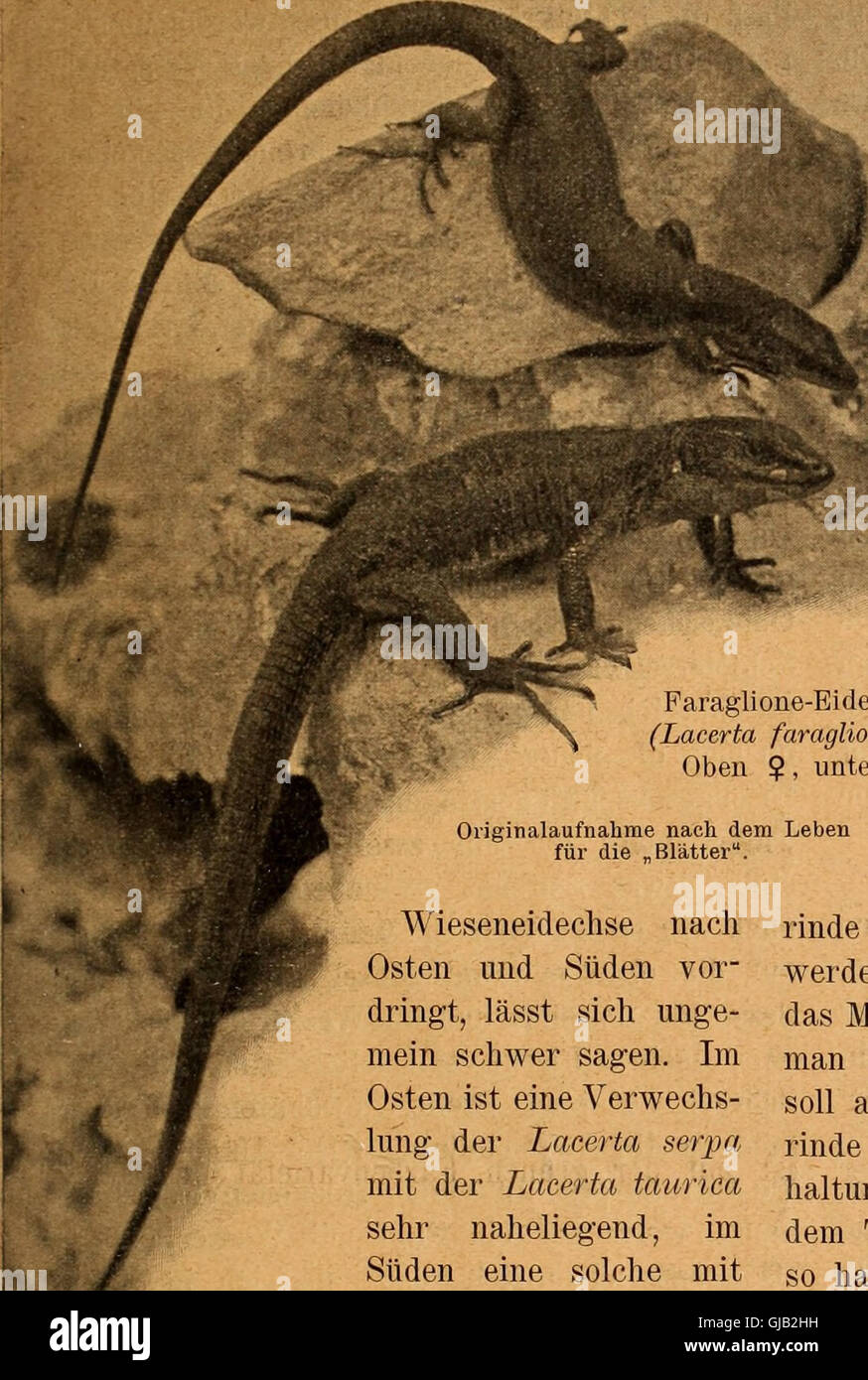 Blätter für Aquarien- und Terrarien-Kunde (1902) Foto de stock