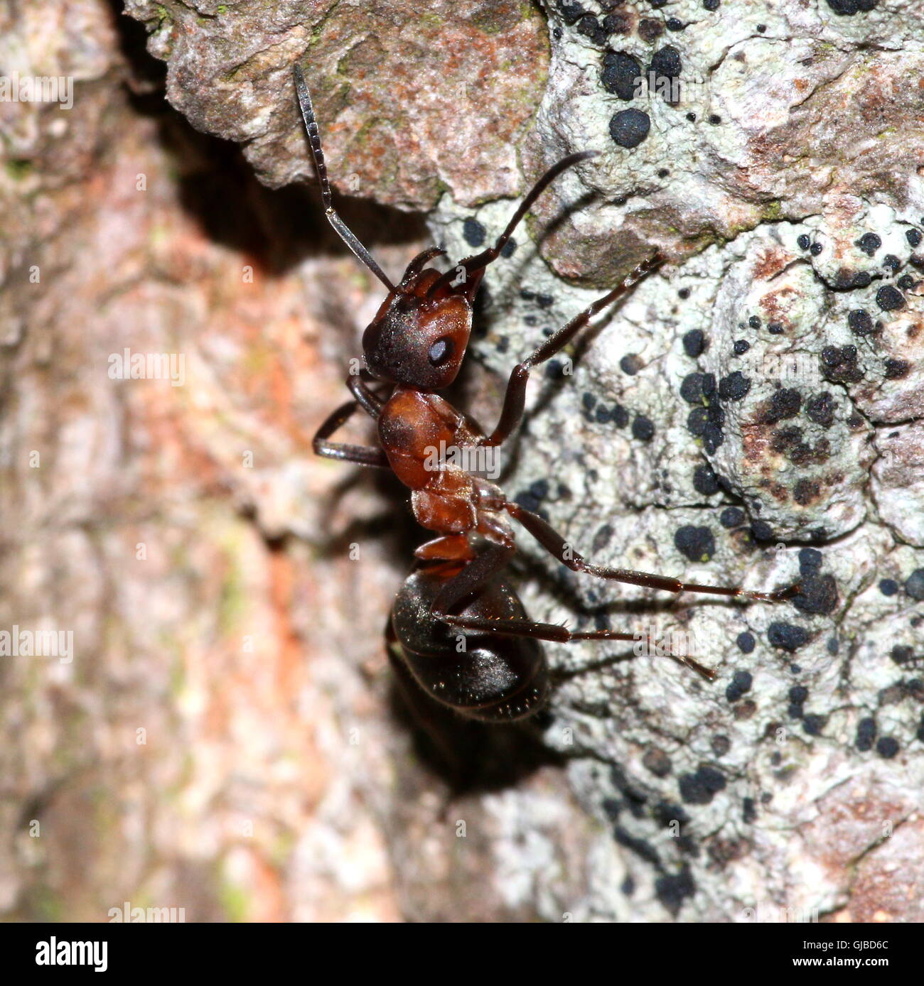 Rojo Europeo (Formica polyctena hormiga de madera o Formica rufa) sobre un árbol Foto de stock
