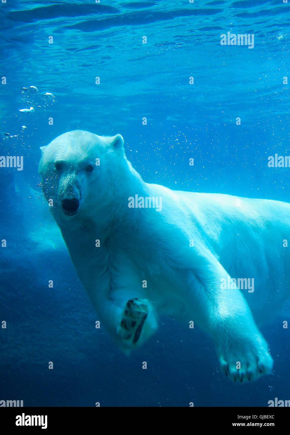 Oso Polar nadar Foto de stock