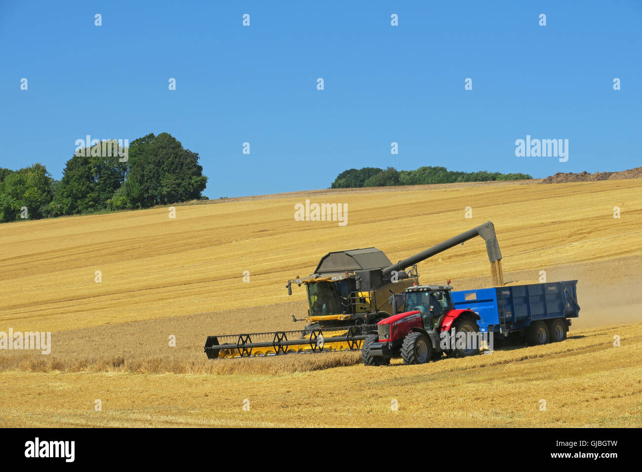 El tiempo de la cosecha en Inglaterra. Cálido clima summmer Untypically proporciona a los agricultores la oportunidad de una abundante cosecha de trigo. Wiltshire UK Foto de stock