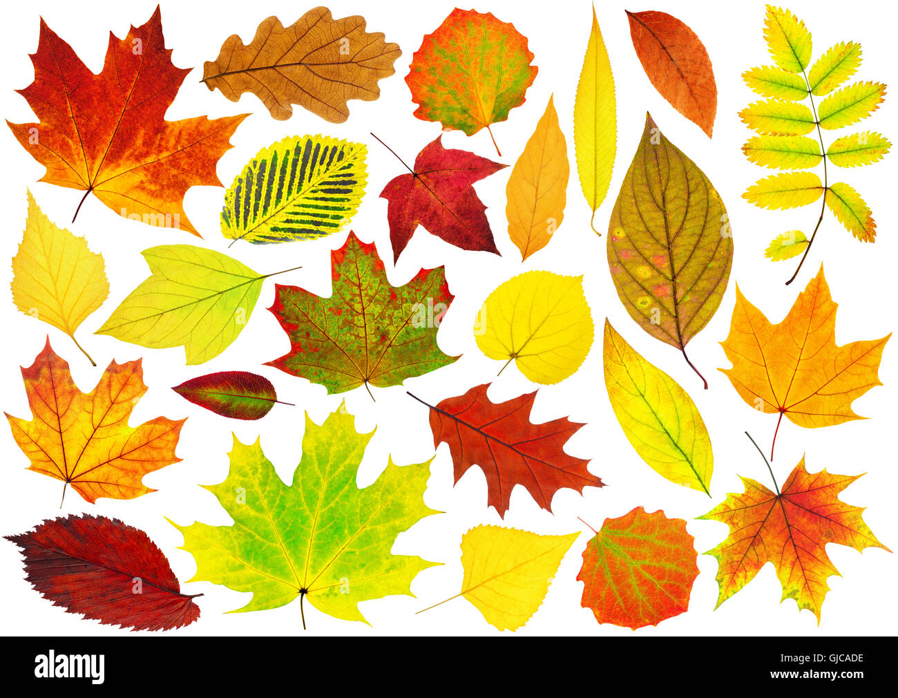 Colección de hojas de otoño aislados. Coloridas hojas de diversos árboles aislados sobre fondo blanco. Foto de stock