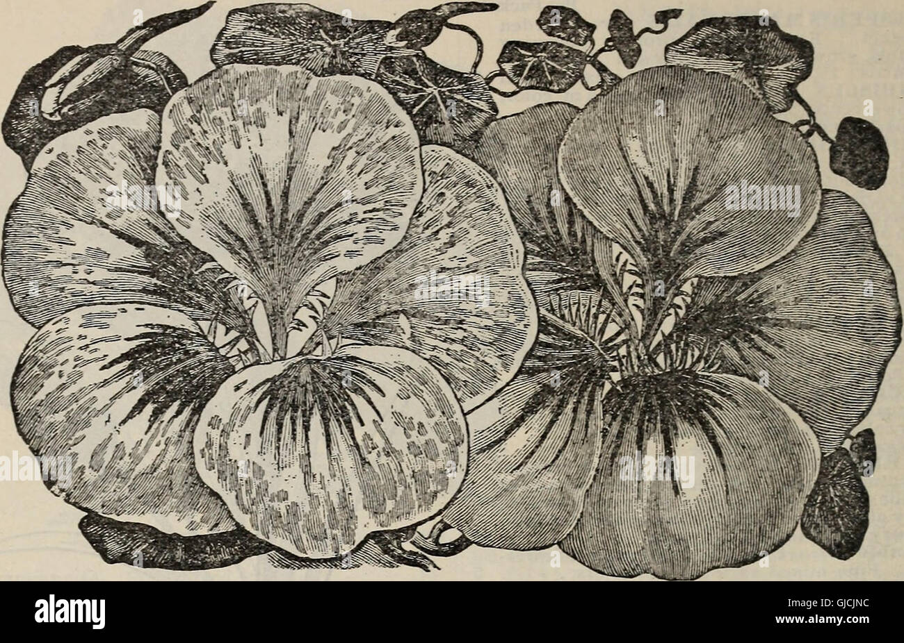 Buist's garden guide y Almanac (1902 - 1902) Foto de stock