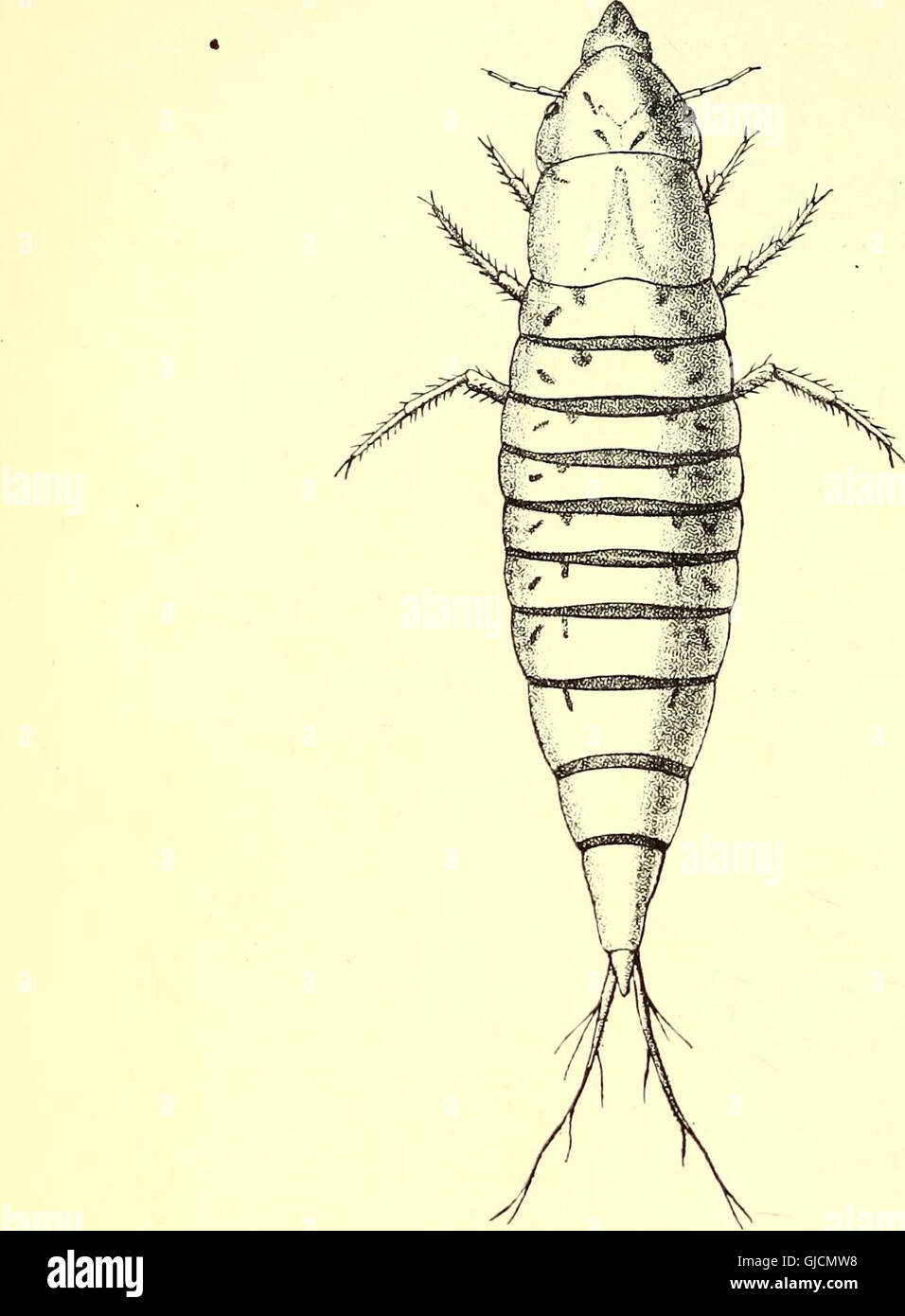 Coleoptera - introducción general y Cicindelidae y Paussidae (1912) Foto de stock