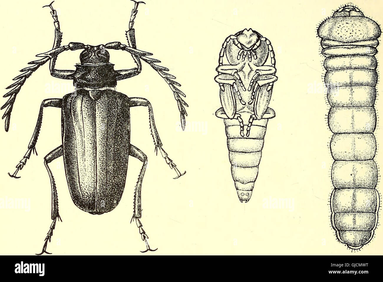Coleoptera - introducción general y Cicindelidae y Paussidae (1912) Foto de stock