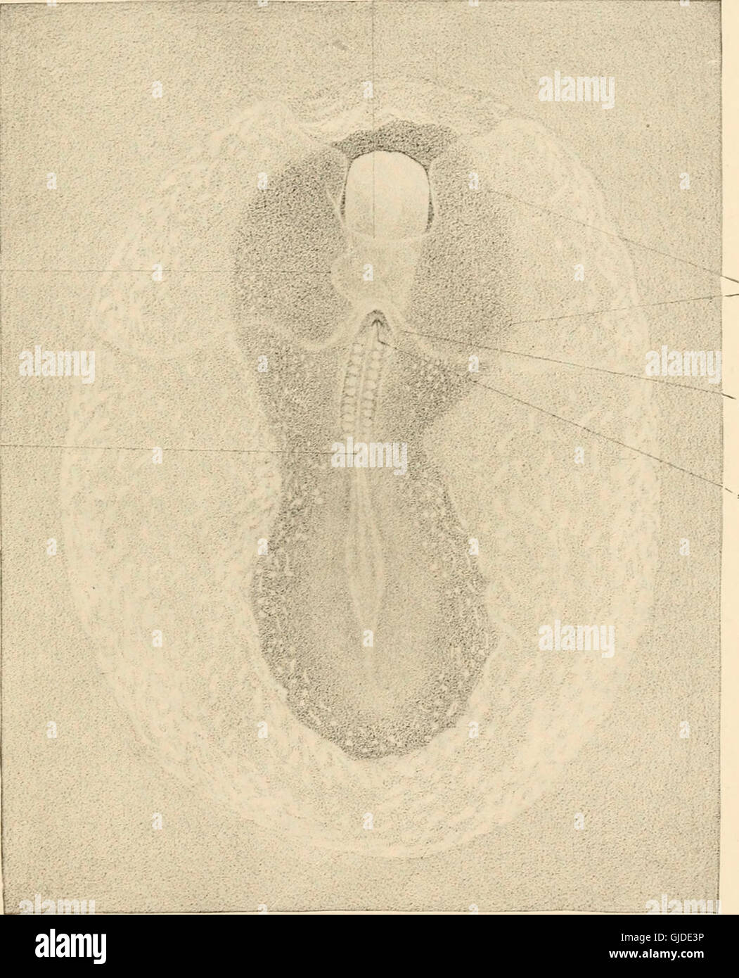 El desarrollo de la chica; una introducción a la embriología (1919) Foto de stock