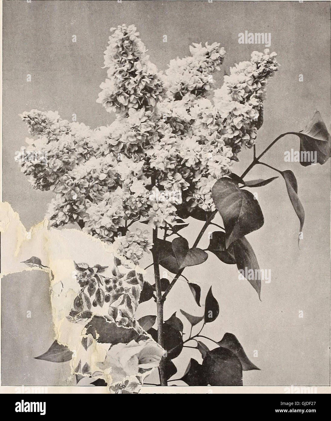Catálogo General de frutales y ornamentales, arbustos, rosas, etc (1895) Foto de stock