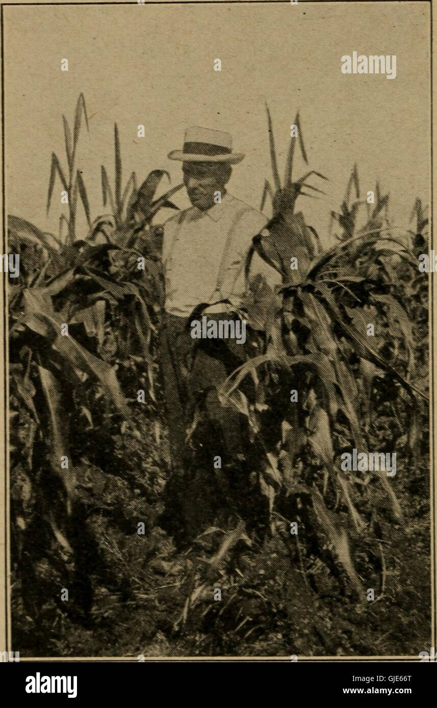 La historia del maíz y la migración hacia el oeste (1916) Foto de stock