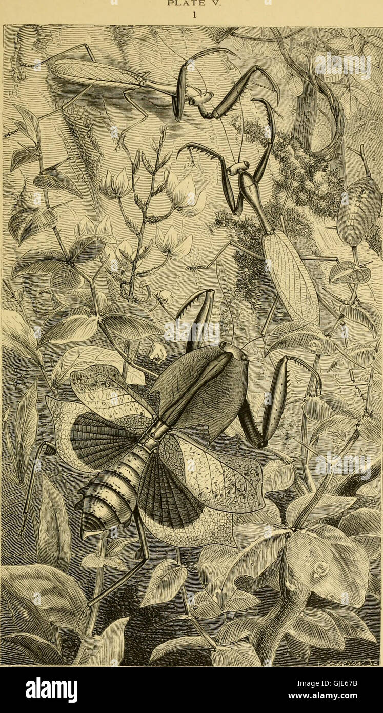 Los insectos en el extranjero - siendo un relato popular de otros insectos, su estructura, sus hábitos, y transformaciones (1883) Foto de stock