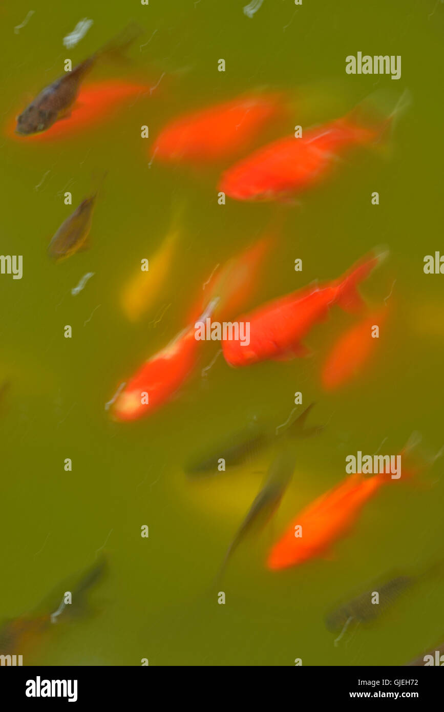 Goldfish nadando en un estanque, Jardín Botánico de Quito, Quito, Pichincha, Ecuador Foto de stock