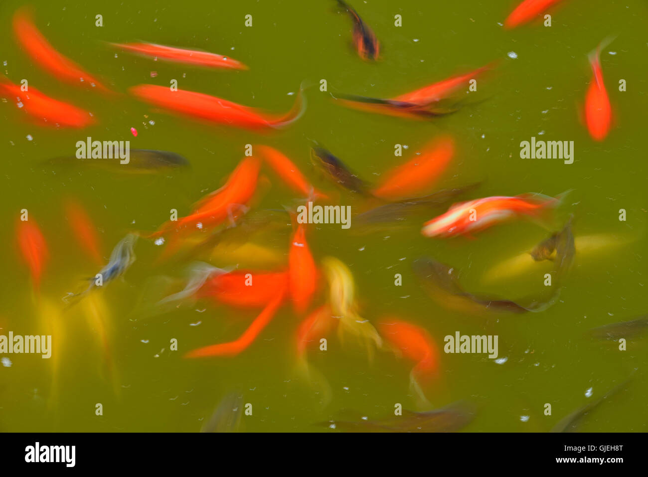 Goldfish nadando en un estanque, Jardín Botánico de Quito, Quito, Pichincha, Ecuador Foto de stock