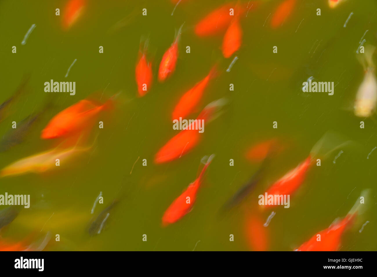 Goldfish nadando en un estanque, Jardín Botánico de Quito, Quito, Pichincha, Ecuador Foto de stock