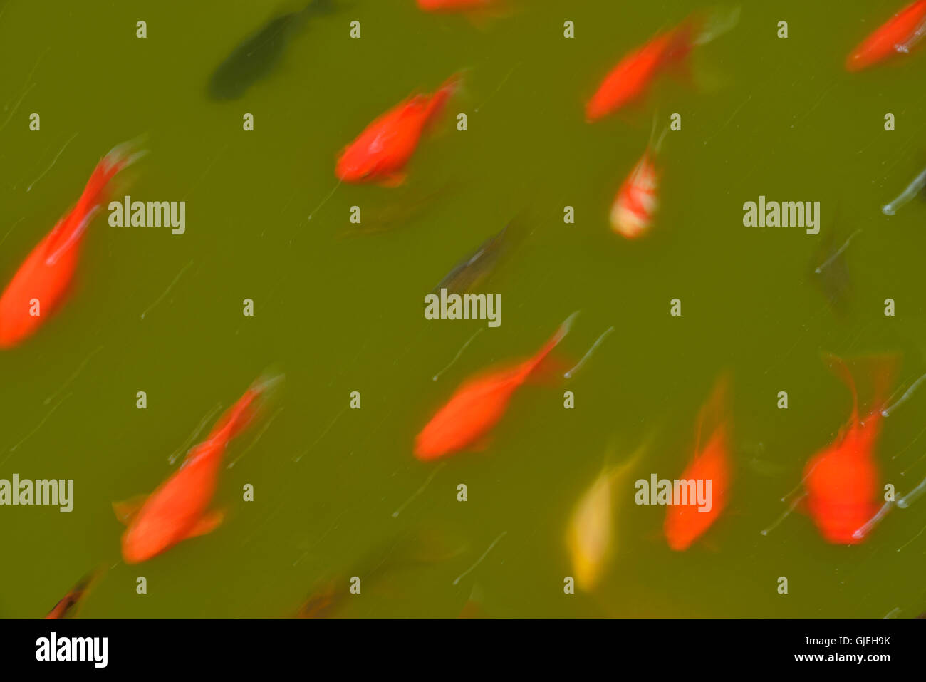 Goldfish nadando en un estanque, Jardín Botánico de Quito, Quito, Pichincha, Ecuador Foto de stock