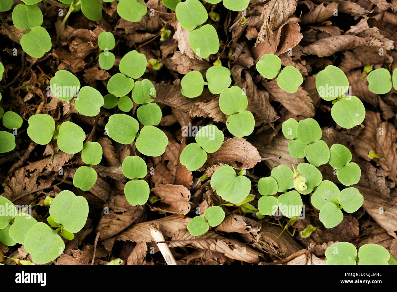 Jewelweed (Impatiens) plántulas emergentes a través de hojarasca en primavera, mostrando los dos cotiledones Foto de stock