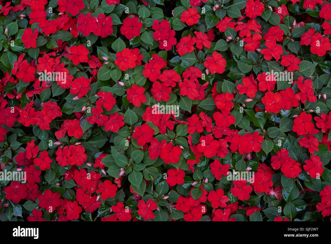 Impatiens walleriana muchas flores rojas sobre la cama de flor sultanii  Busy Lizzie balsam, sultana,impatiens Fotografía de stock - Alamy