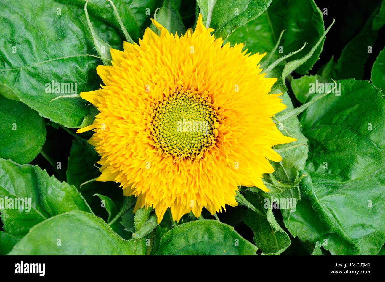 Oso de peluche girasol fotografías e imágenes de alta resolución - Alamy