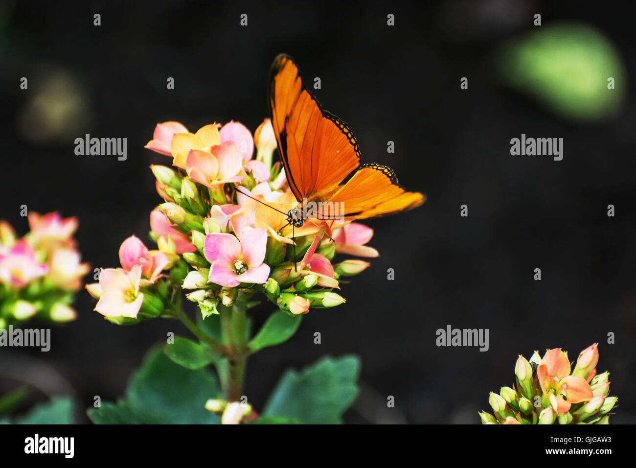 Hermosa mariposa naranja polinizando pequeñas flores rosas y amarillos. La fauna y la flora. Escenario natural de temporada. La belleza de la naturaleza. Foto de stock