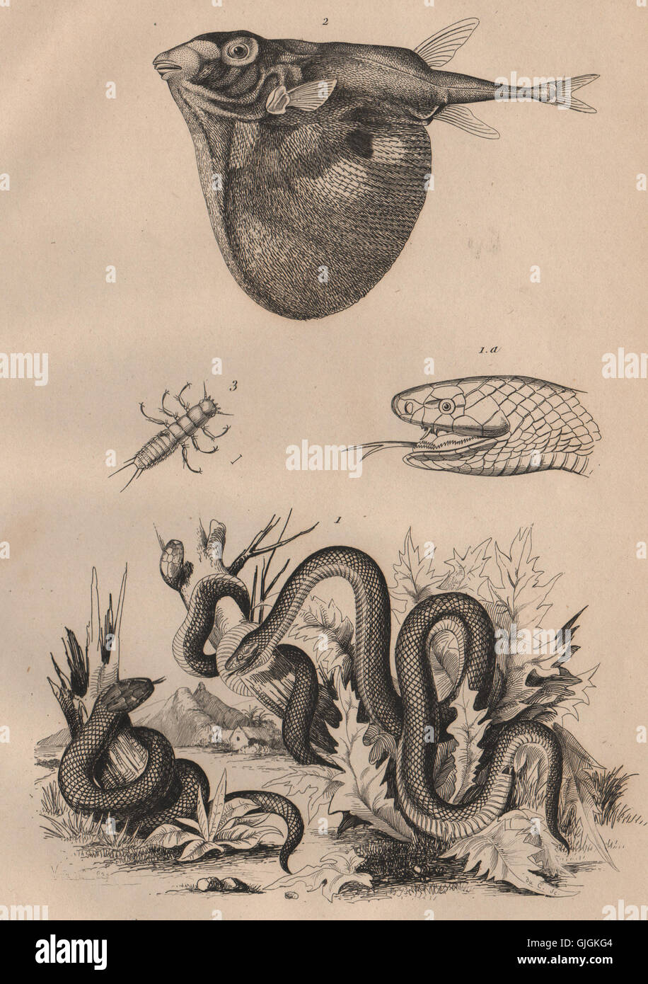 (Gartersnake Trimérésure). (Triodon Threetooth Triongulin pufferfish), 1834 Foto de stock