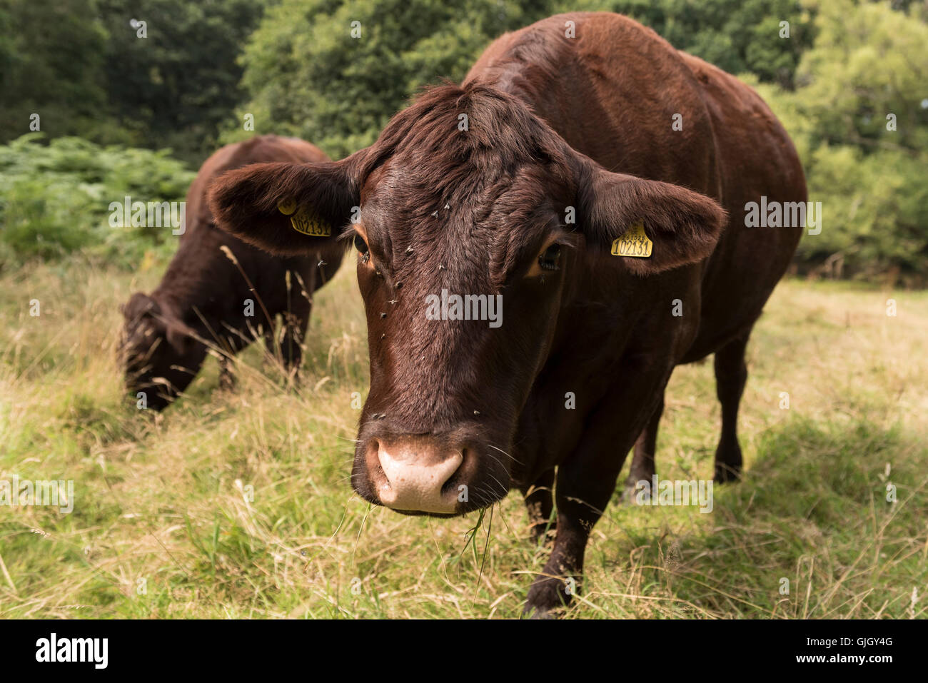 Londres, Reino Unido. 16 de agosto de 2016. Un pequeño rebaño de ganado pastan los pastizales de los pobres del campo, parte de Ruislip Woods Reserva Natural Nacional, el mayor bloque de bosques milenarios en Londres, que abarca unas 300 hectáreas (750 acres). Presenta cada año durante el verano, el ganado se utiliza para administrar la vegetación de las tierras comunes. Crédito: Stephen Chung / Alamy Live News Foto de stock