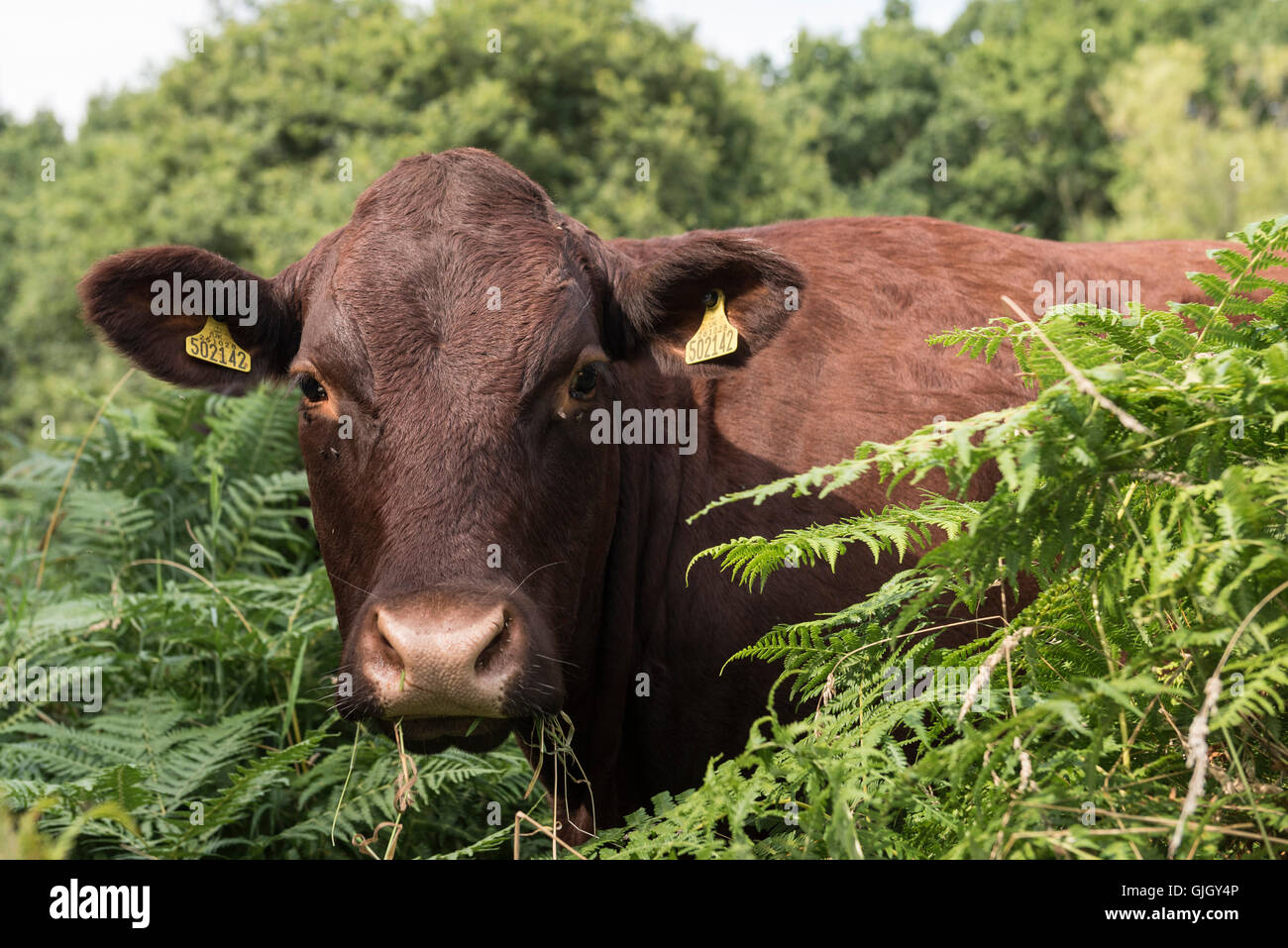 Londres, Reino Unido. 16 de agosto de 2016. Un pequeño rebaño de ganado pastan los pastizales de los pobres del campo, parte de Ruislip Woods Reserva Natural Nacional, el mayor bloque de bosques milenarios en Londres, que abarca unas 300 hectáreas (750 acres). Presenta cada año durante el verano, el ganado se utiliza para administrar la vegetación de las tierras comunes. Crédito: Stephen Chung / Alamy Live News Foto de stock