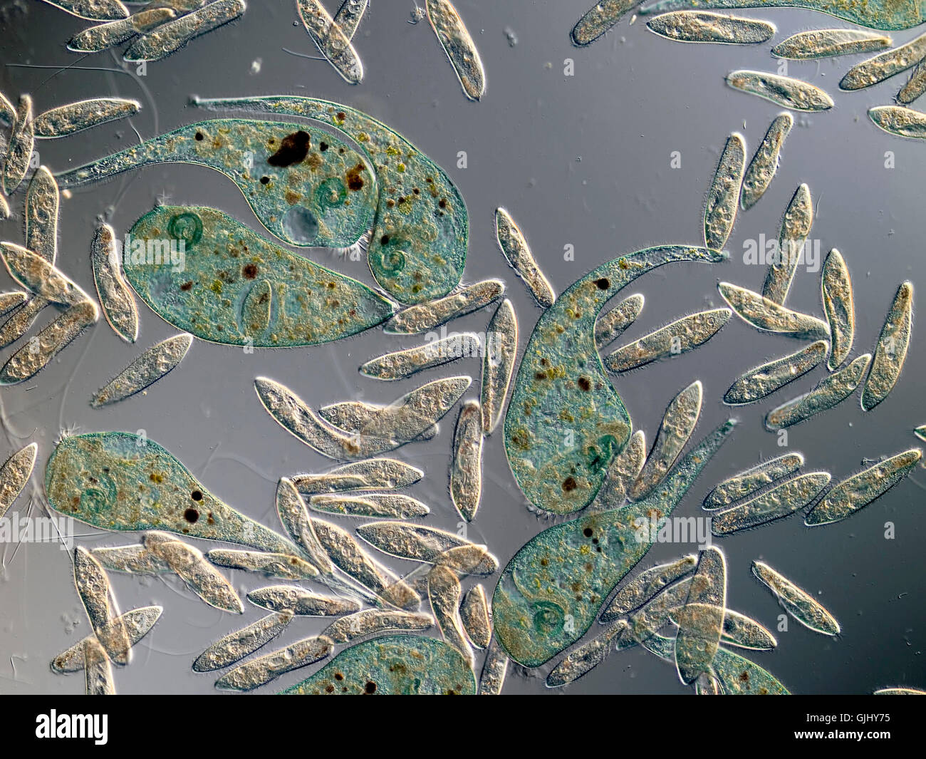 Microscopio de células de cultivo Foto de stock