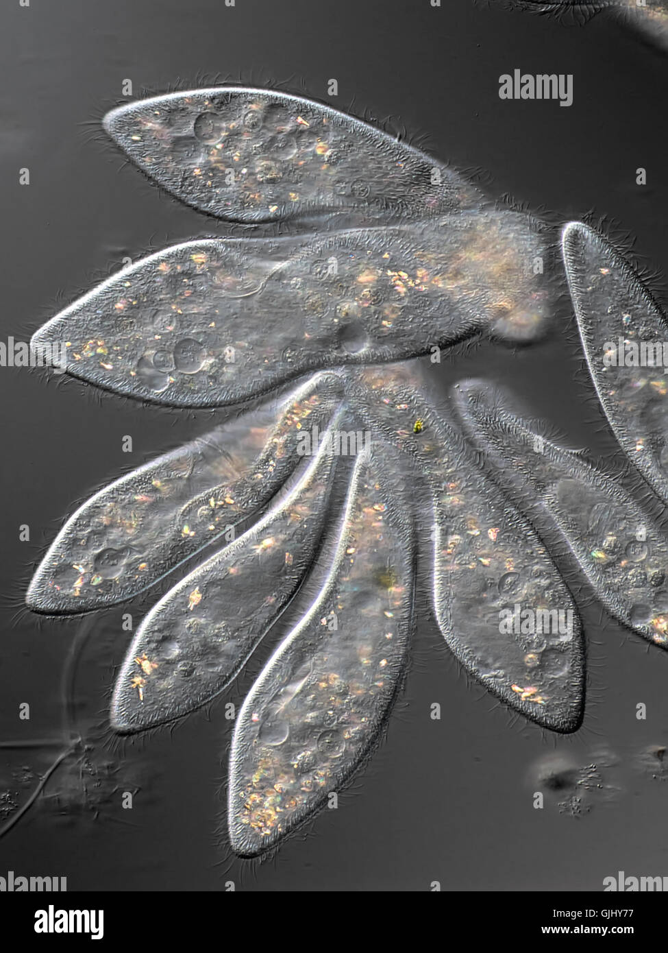 Microscopio de células de cultivo Foto de stock