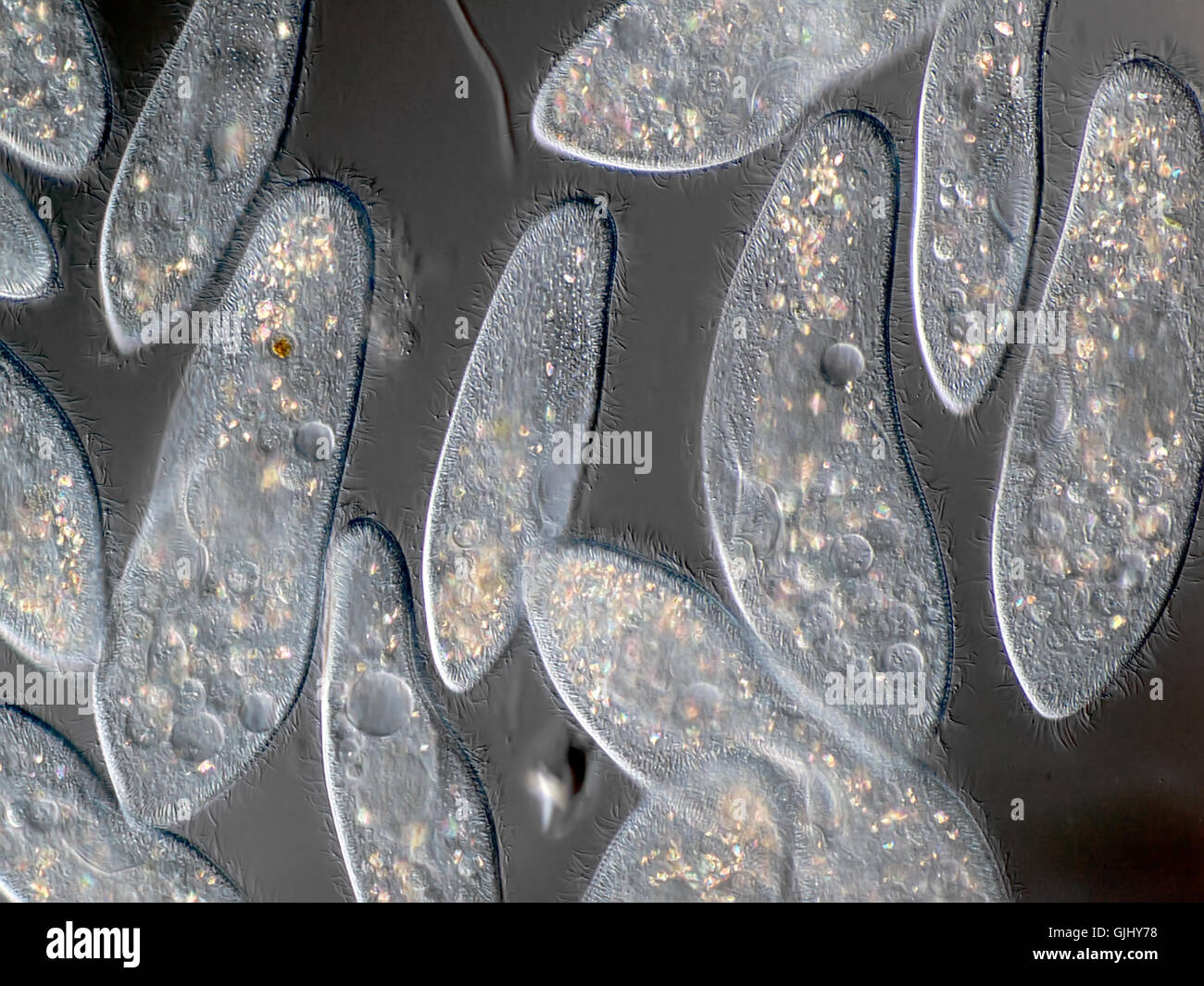 Microscopio de células de cultivo Foto de stock