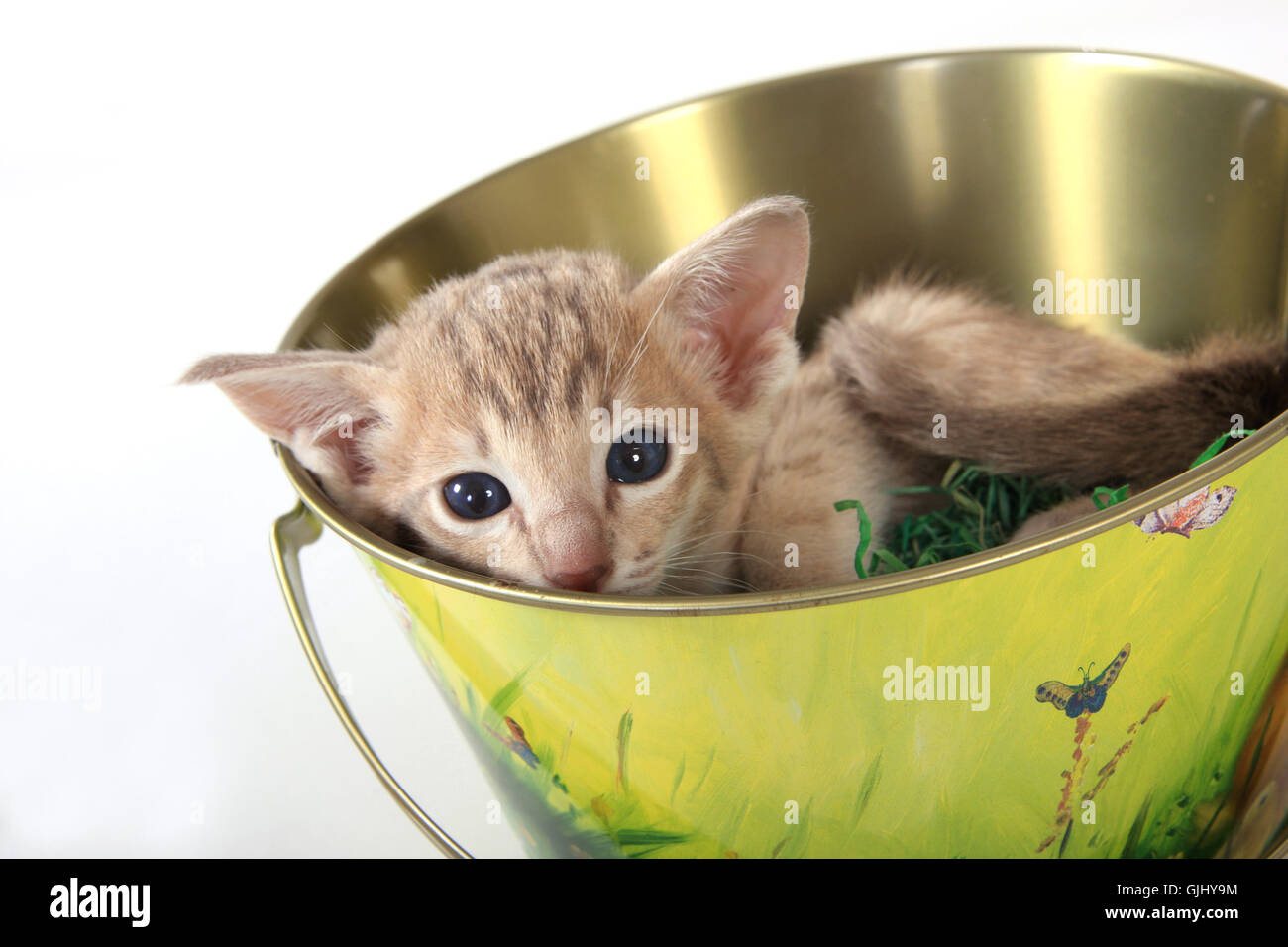 gatito de la semana Santa Fotografía de stock - Alamy