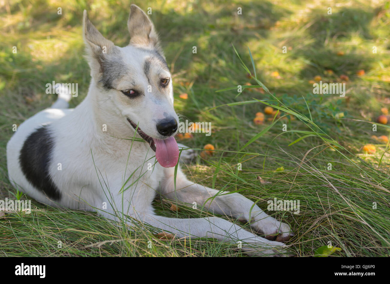 Retrato del joven de raza mixta positiva perro solitario en verano Orchard Foto de stock