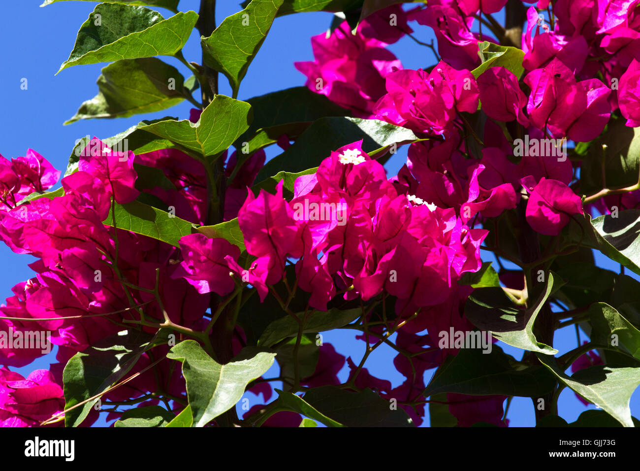 Colores brillantes bugambilias flores de papel. Bush colorido violeta  Fotografía de stock - Alamy