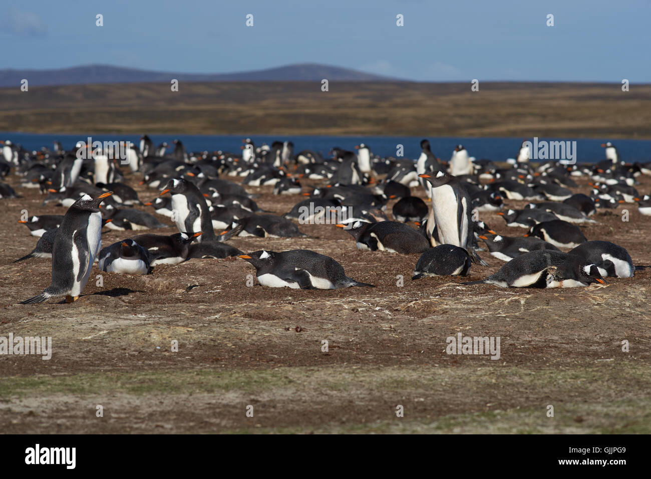 Pingüinos papúa (Pygoscelis papua) en el punto de voluntariado en las Islas Falkland. Foto de stock