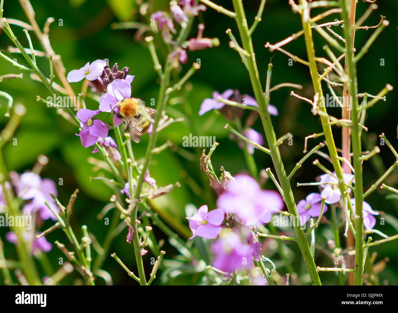 Abeja y flor de cerca la fotografía. Las abejas son insectos voladores estrechamente relacionadas con las avispas y hormigas Foto de stock