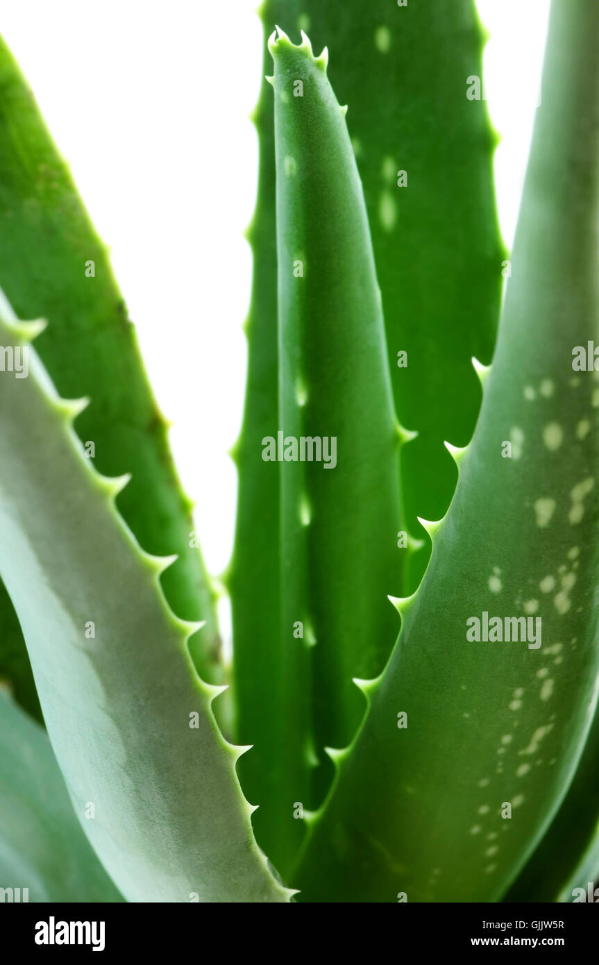 espina de Aloe cura Foto de stock