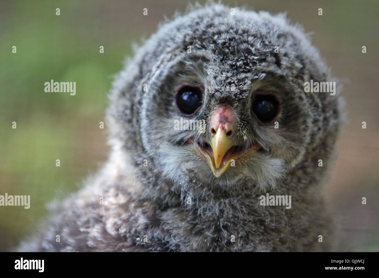Joven animal buho codger Foto de stock