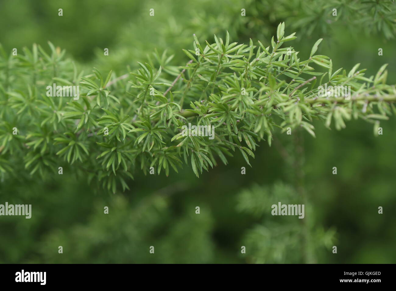 Ramita de Asparagaceae Asparagus densiflorus, Foto de stock