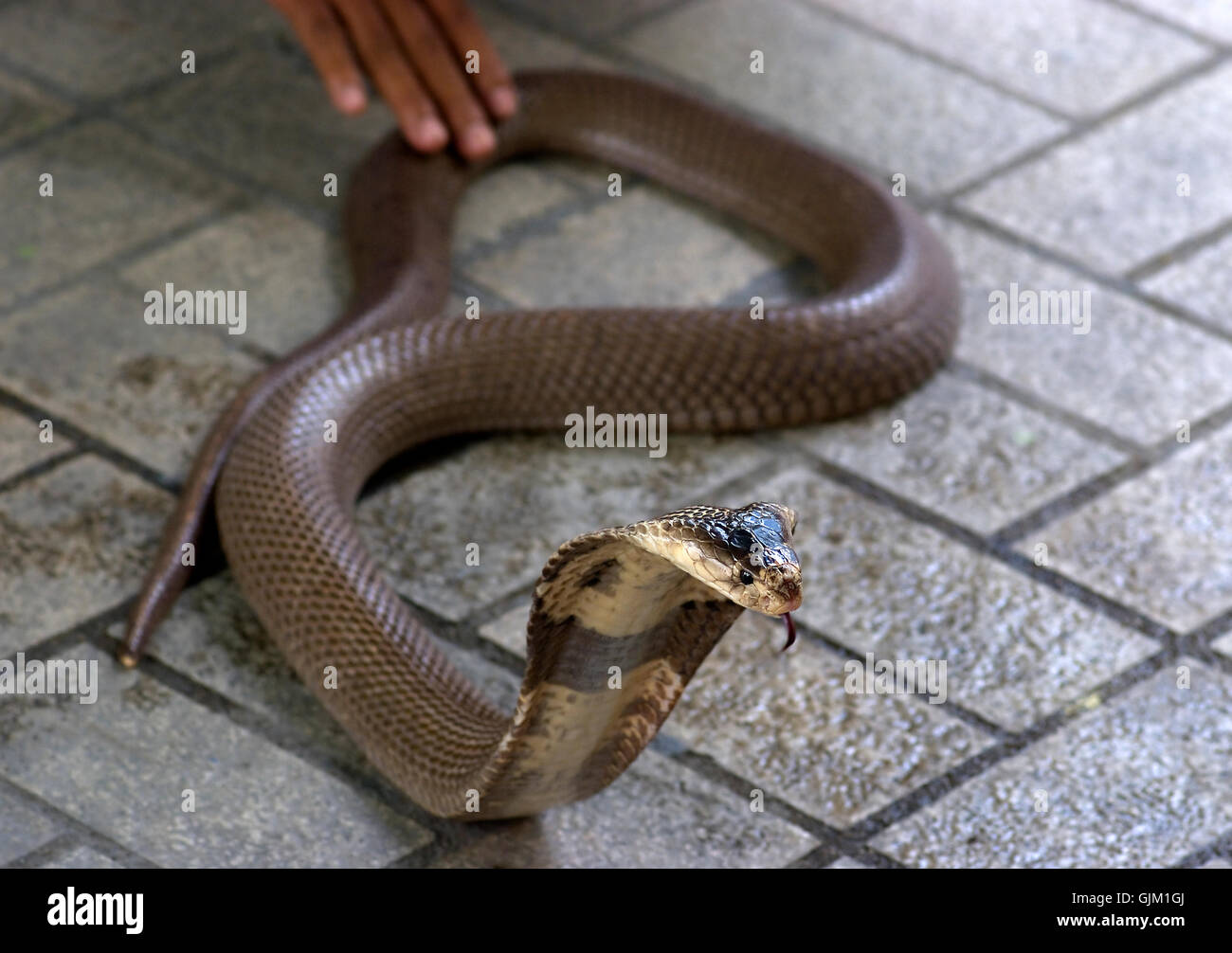 Peligro veneno de serpientes Foto de stock