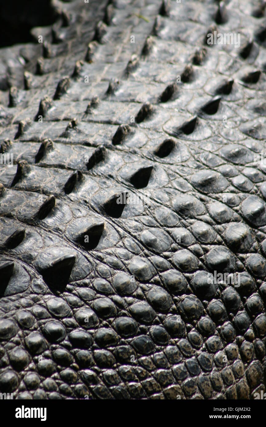 Animales cocodrilo reptiles Foto de stock