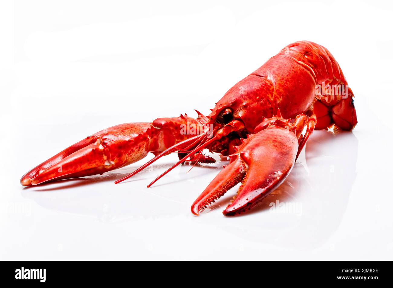 Alimento para animales fotografías e imágenes de alta resolución Alamy