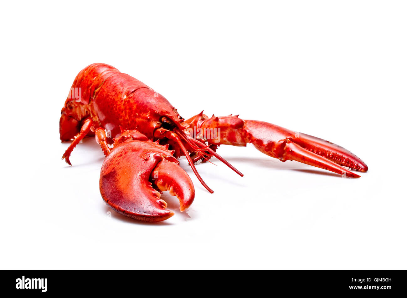 Alimento para animales fotografías e imágenes de alta resolución Alamy